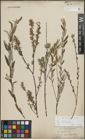 Foto von Salix repens subsp. incubacea (L.) A. Neumann